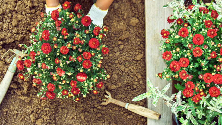 planting nursery-grown garden mums