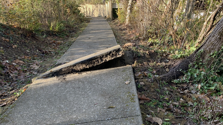 Uprooted sidewalk due to tree