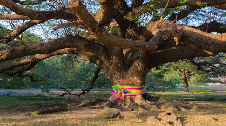 Monkeypod tree roots