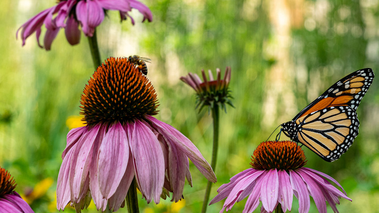 Cone flowers with a bee and monarch butterfly
