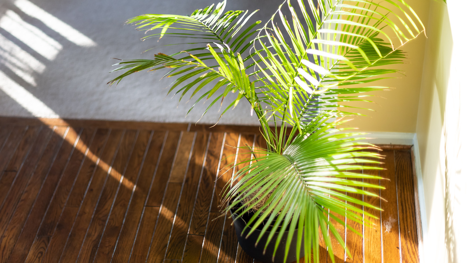 The Major Downside Of Growing Palm Trees Indoors