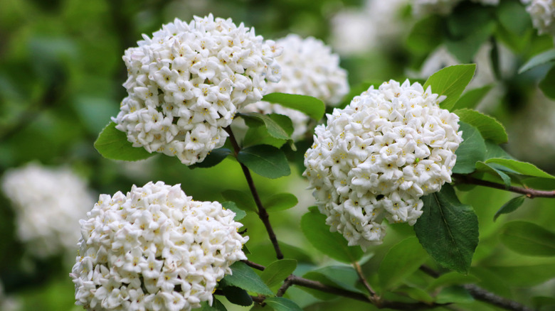 White flower clusters