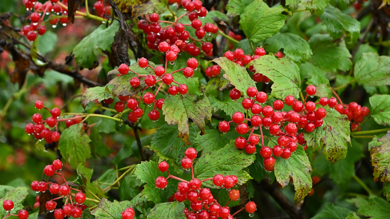 Red berry bush