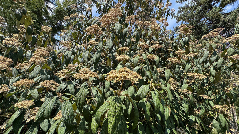 Overgrown flowering bush