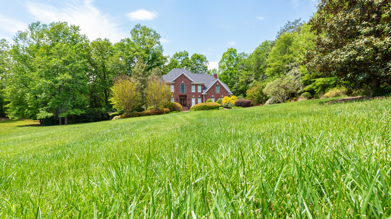 Tall fescue grass