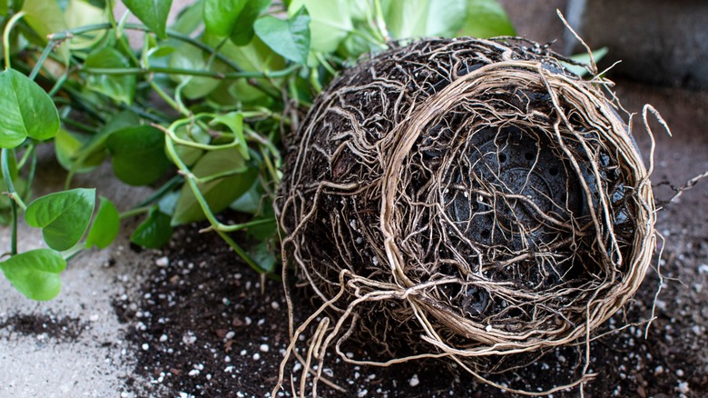 A root bound houseplant removed from its pot with entangled roots.