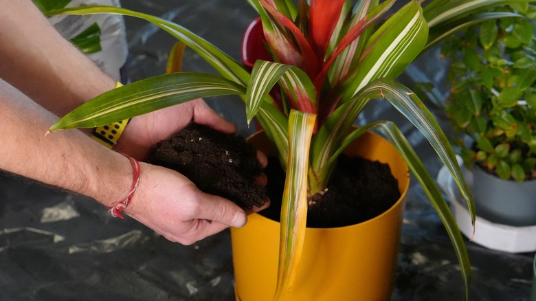 An indoor gardener tops up the soil in a potted houseplant.