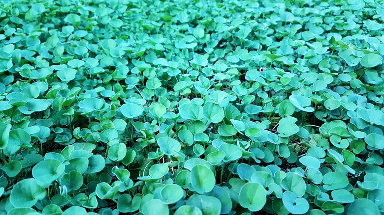 dichondra ground cover