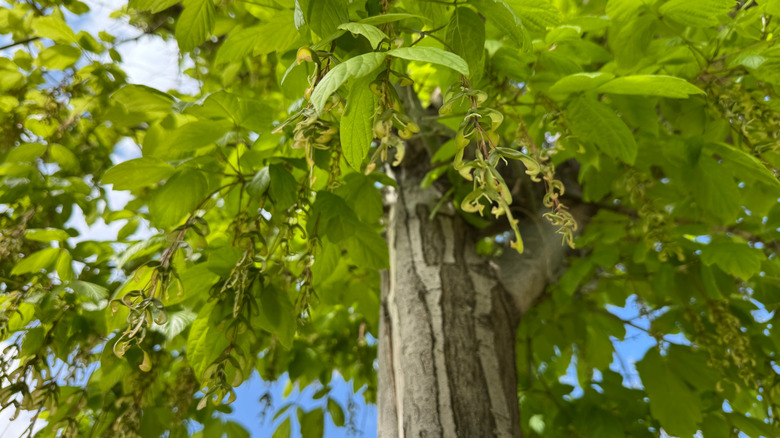 Branches of a Ashleaf Maple tree