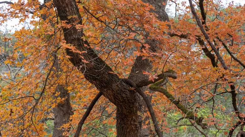A beautiful bigtooth maple tree