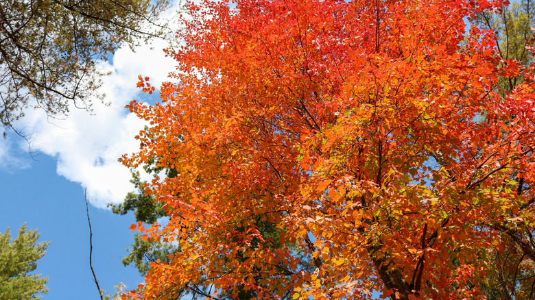 a Black Maple tree with its bright fall foliage