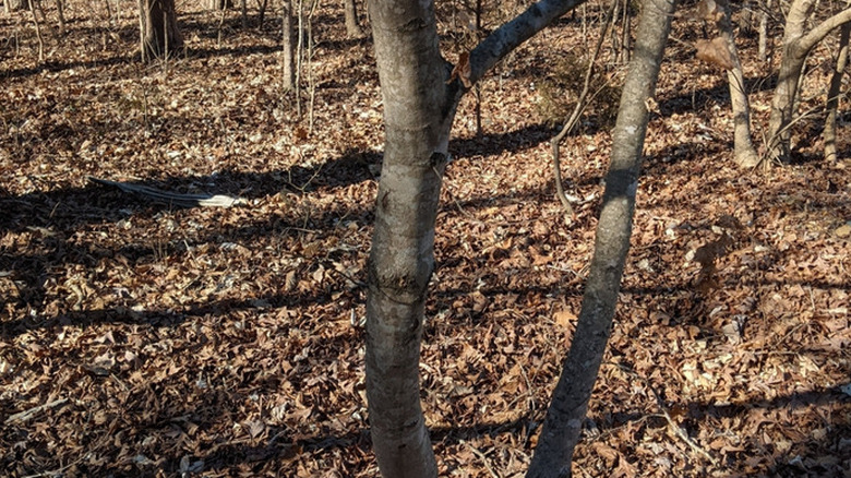 A close-up of the color of the trunk of a chalk maple tree.