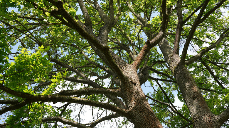 Branches of a field maple in springtime