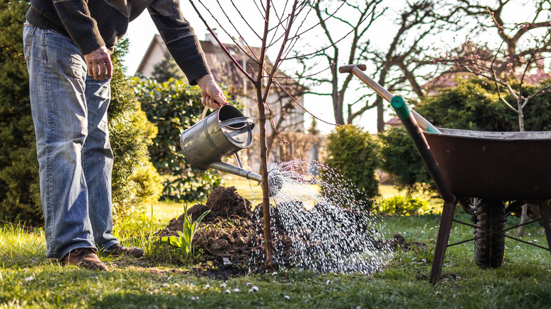 A man watering a newly planted tree