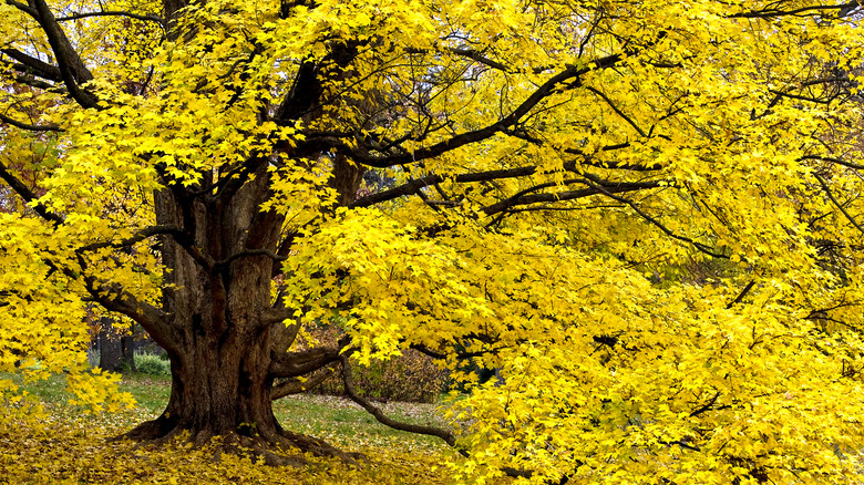 A miyabe maple tree in peak autumn color