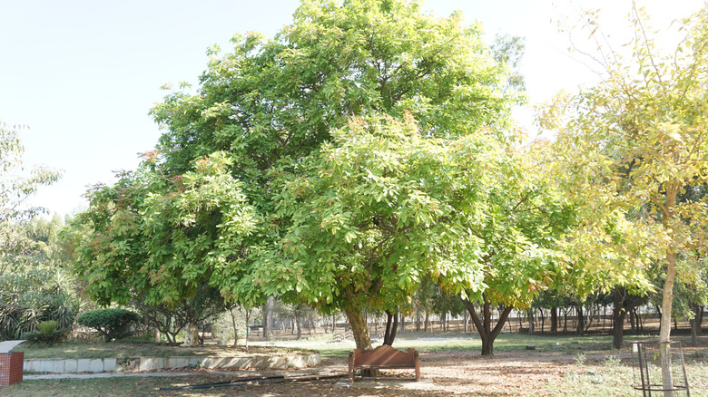Nikko maple tree in the park