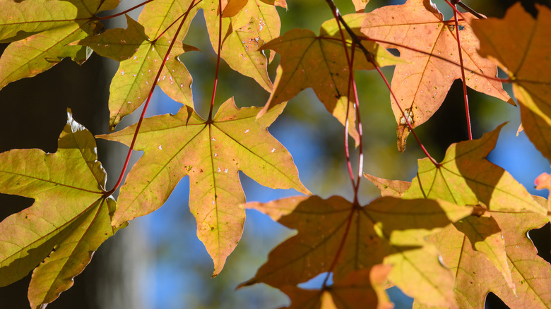 Autumn leaves of painted maple