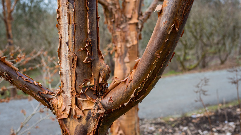 Beautiful textured bark of a Paperbark Maple