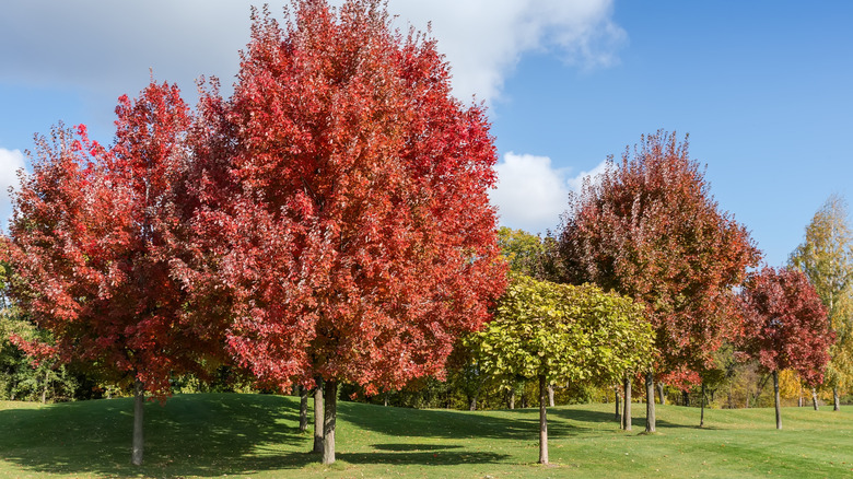Group of the red maple trees