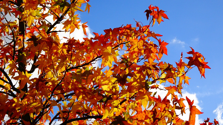 Autumn leaves of a Shandong maple