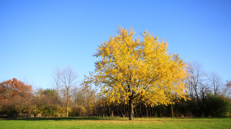 A lone silver maple tree under blue sky