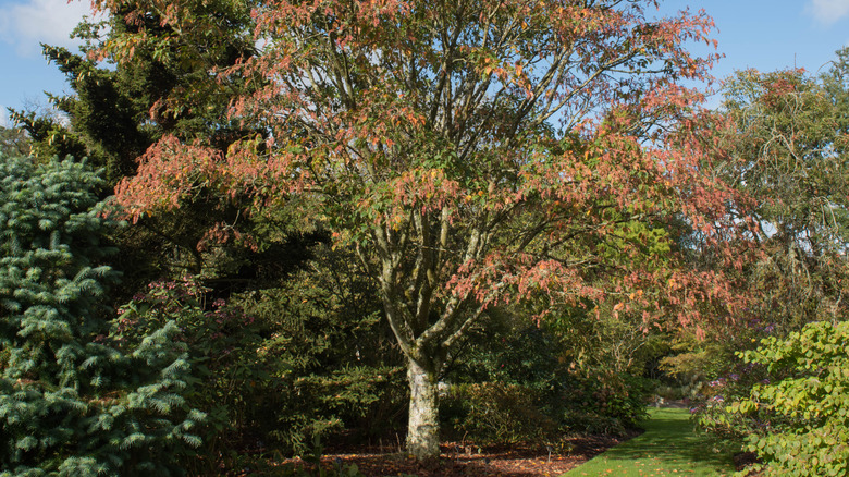 Autumn Foliage of a Snake Bark maple