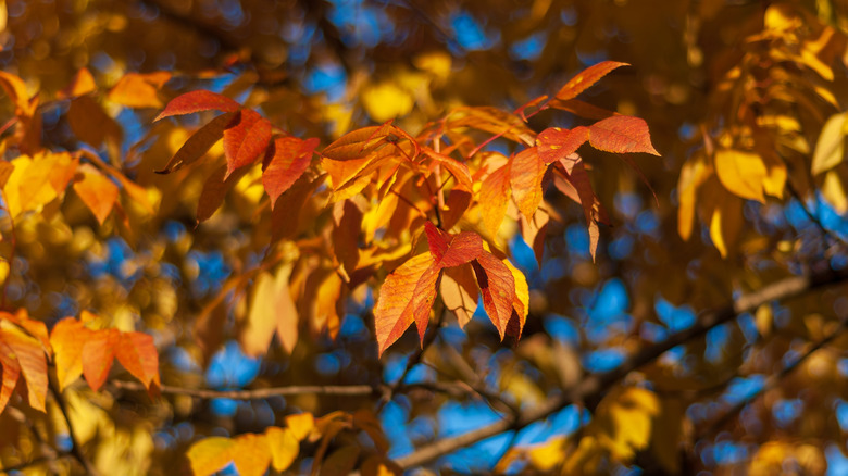 spectacular orange fall colors of a three flowered maple tree