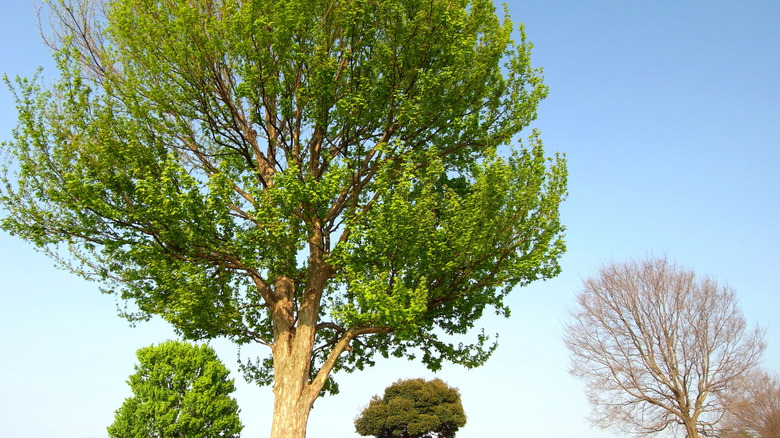 a trident maple tree in a grassland