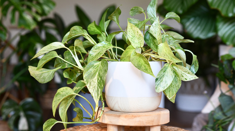 A small Marble Queen pothos plant in a white pot placed on a wood stand