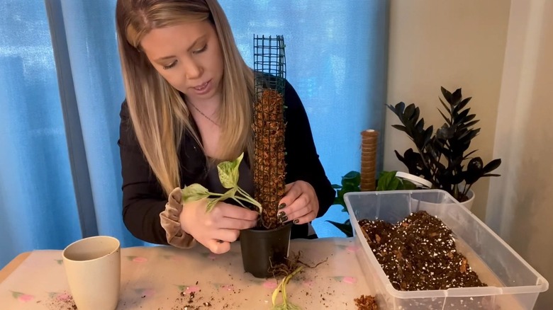 Woman adding the vines of Marble Queen pothos to a moss pole