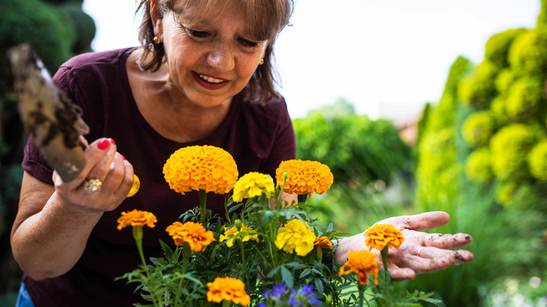 woman leaning over marigold flowers