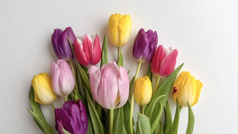 cut tulips in pink, purple, yellow, and magenta
