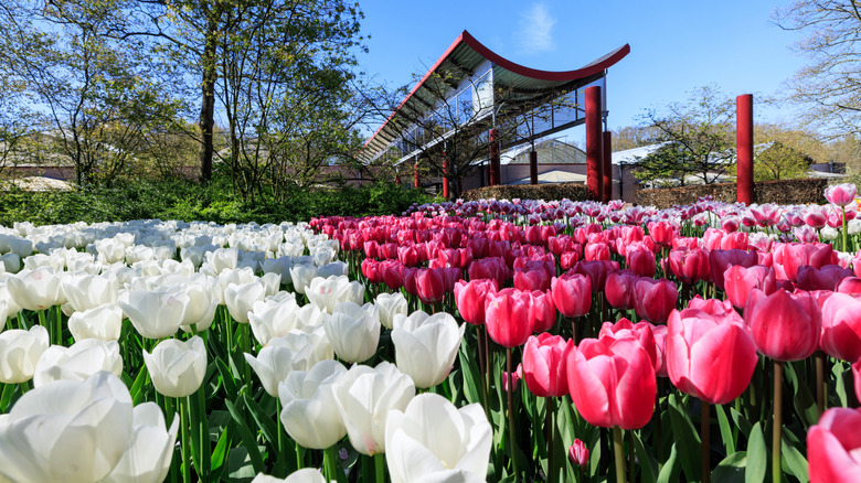 Rows of white and pink tulips growing in front of a structure with a concave roof,