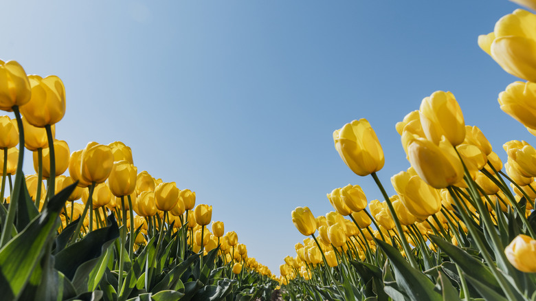 Rows of yellow tulips with cloudless blue sky behind.