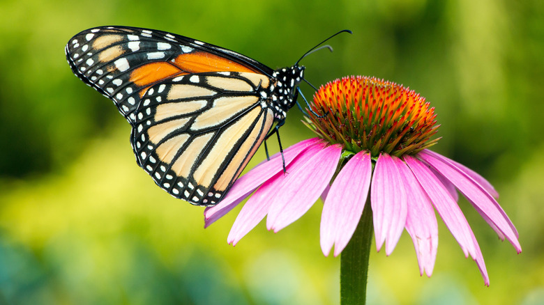A monarch butterfly perched on a coneflower plant
