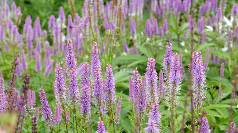 Culver's root growing upright and thriving in a garden =