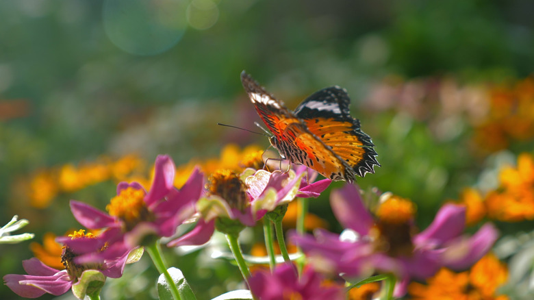 A butterfly landing on a flower in a garden