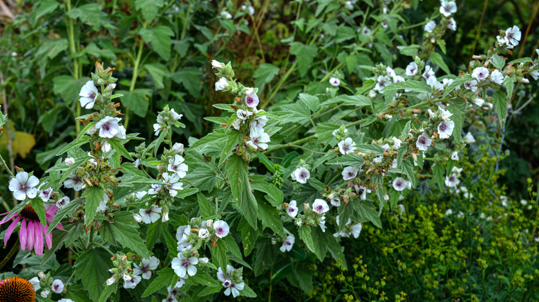 Marsh mallow plant growing in a landscape