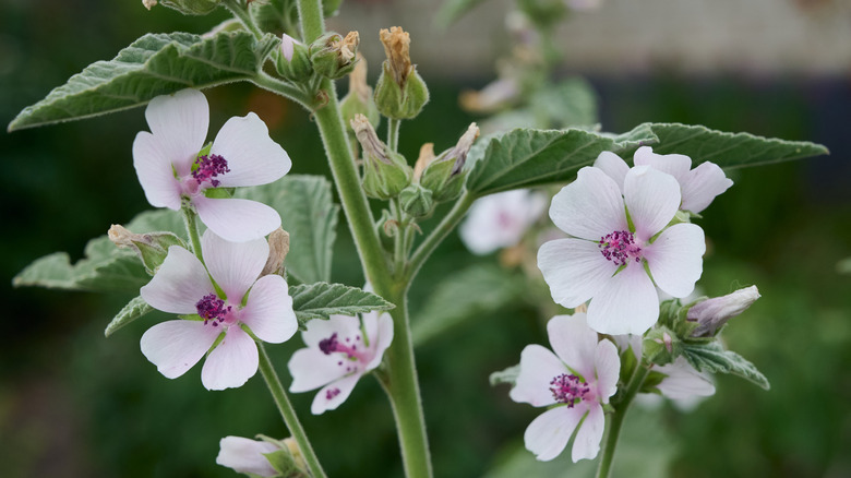 Close up of marsh mallow plant with pink blooms