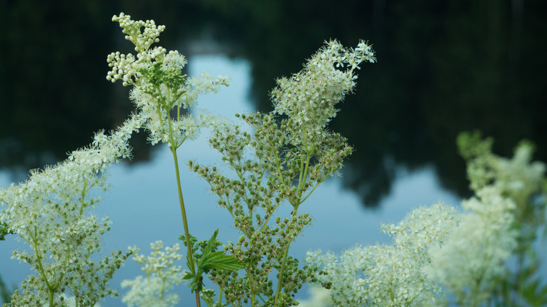 The white-flower stems of meadowsweet against the backdrop of a lake or pond.