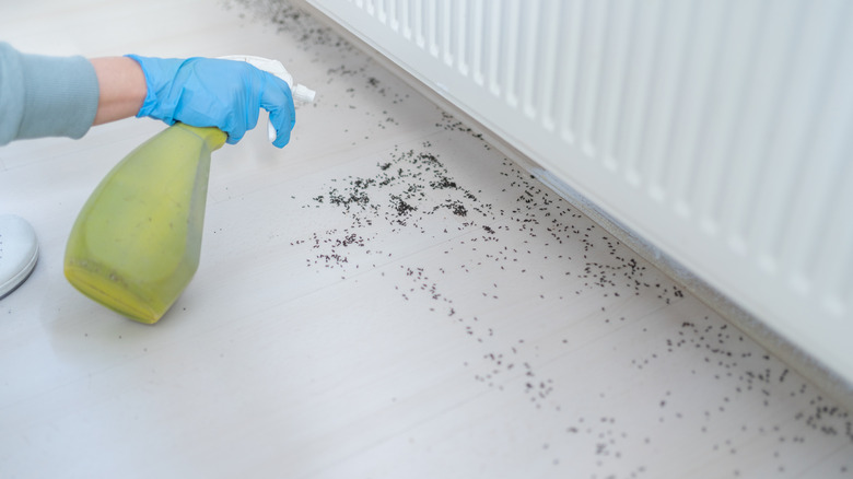 Person spraying ants on floor