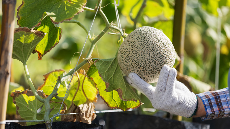 A gloved hand gently supports a ripe melon growing on the vine.