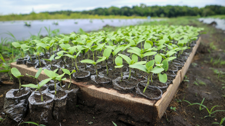 The Melon To Plant In Spring For A Juicy Summer Harvest