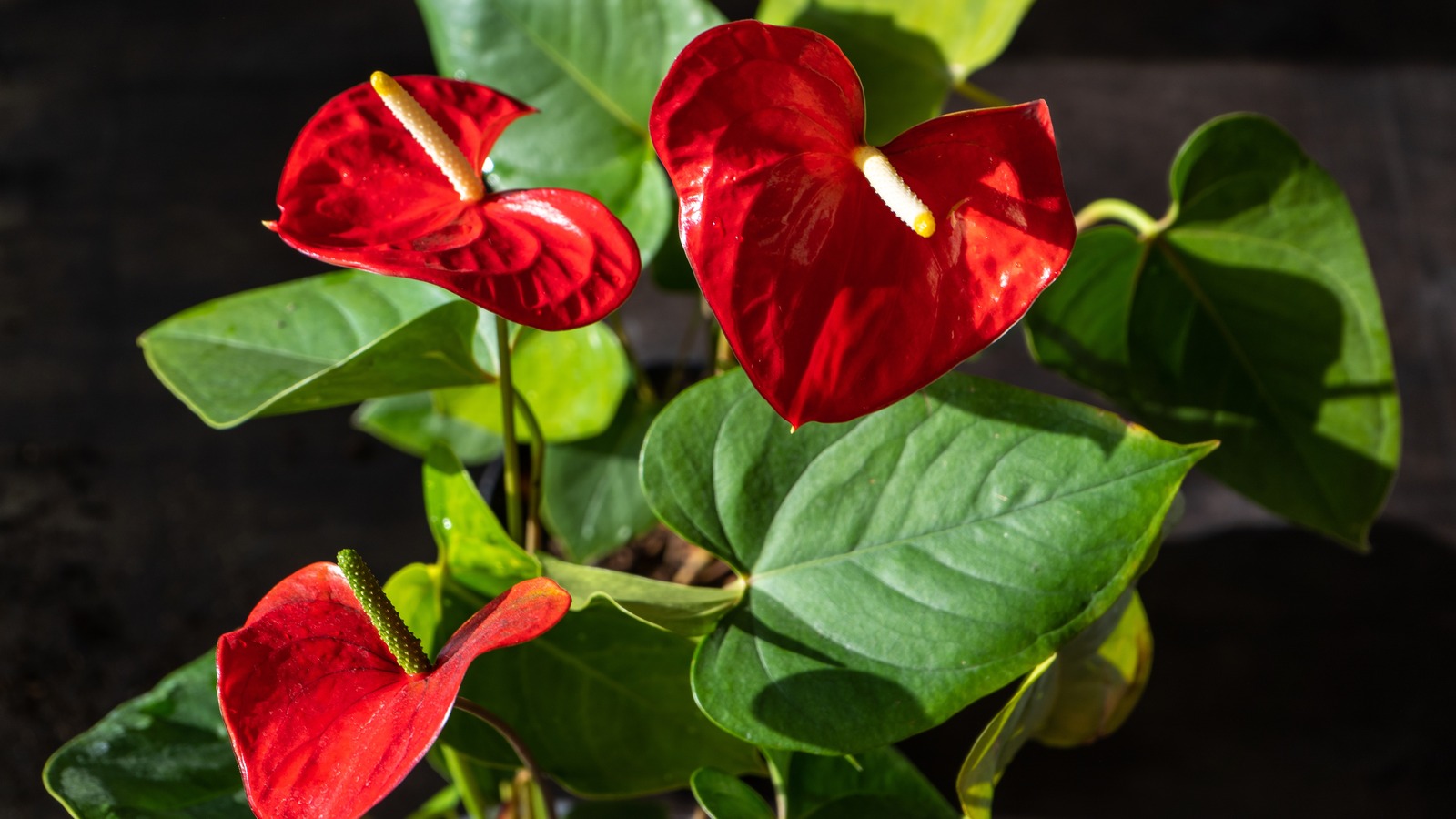 How To Grow Anthurium In Water Indoors