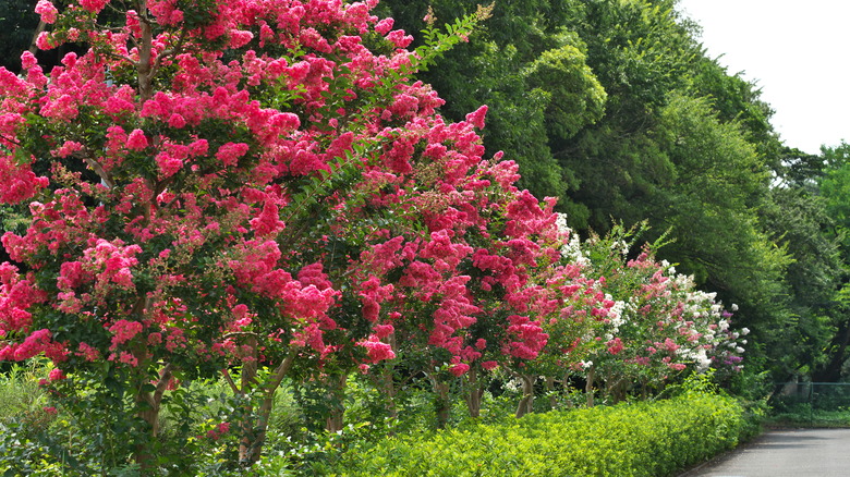 row of crepe myrtles