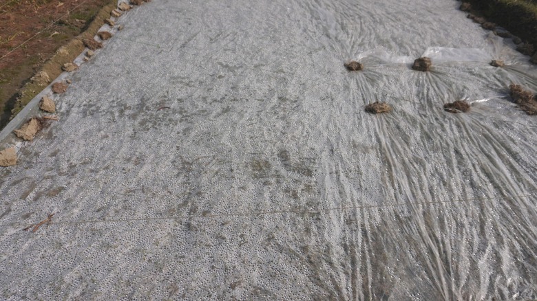 A large sheet of clear plastic is secured to the ground with rocks.