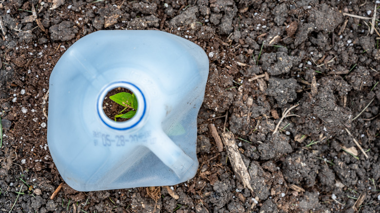 Milk jug protecting seedling