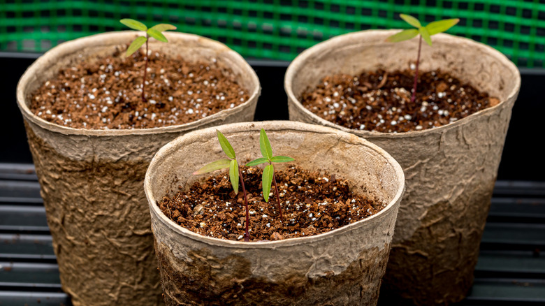 Swamp milkweed seedlings in three seedpots