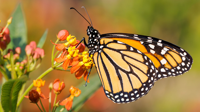 Monarch butterfly on tropical milkweed flower