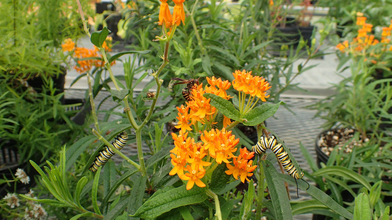 Monarch caterpillar eating milkweed in a greenhouse